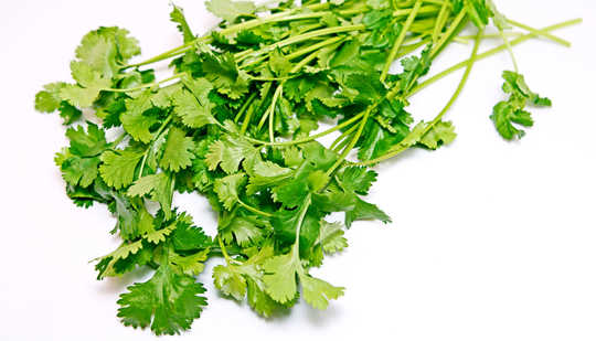 Scientists Now Know How Cilantro Works Against Seizures Scientists Now Know How Cilantro Works Against Seizures